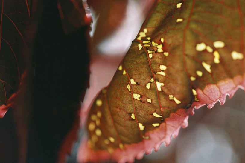 无人,横图,俯视,室外,特写,白天,美景,叶子,许多,阴影,朦胧,模糊,光线,影子,景观,红色,阳光,自然,景色,损坏,自然风光,叶,叶片,叶脉,彩图,高角度拍摄