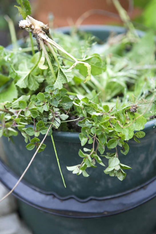 无人,竖图,俯视,室外,特写,白天,美景,植物,叶子,花盆,阴影,光线,盆栽,影子,景观,绿叶,根,盆景,一个,绿色,阳光,自然,嫩叶,景色,生长,单个,成长,自然风光,叶,叶片,彩图,高角度拍摄