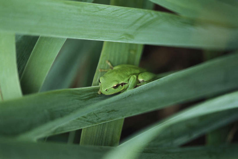 无人,横图,俯视,室外,特写,白天,青蛙,野生动物,叶子,阴影,光线,影子,绿叶,注视,一只,绿色,阳光,动物,观察,看,趴着,嫩叶,可爱,活泼,观看,察看,关注,叶,叶片,趴,彩图,高角度拍摄