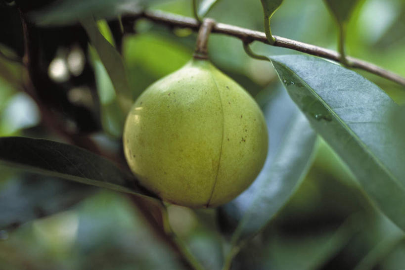 无人,横图,室外,特写,白天,正面,美景,植物,水果,叶子,阴影,朦胧,模糊,新鲜,光线,影子,景观,生食,食品,果实,绿叶,树,树木,食物,一个,绿色,阳光,自然,百香果,嫩叶,西番莲,景色,有机食品,绿色食品,生长,单个,成长,自然风光,鸡蛋果,受难果,巴西果,叶,叶片,彩图