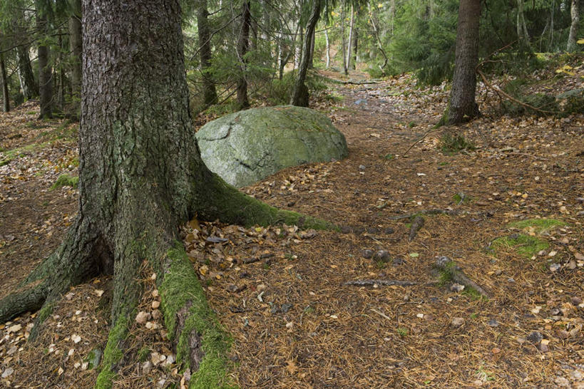 无人,横图,室外,白天,正面,旅游,度假,石头,美景,森林,山,树林,植物,阴影,枯萎,光线,石子,影子,景观,山峰,枯草,青苔,山峦,娱乐,草,树,树木,黄色,绿色,阳光,自然,享受,休闲,景色,放松,生长,成长,自然风光,石块,彩图
