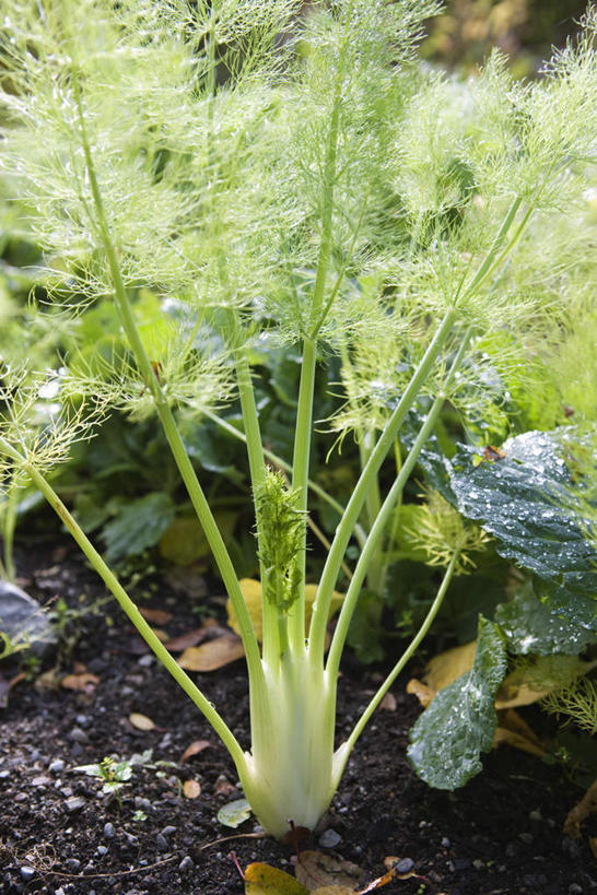 无人,竖图,俯视,室外,白天,植物,蔬菜,许多,新鲜,泥土,土,调味,香料,佐料,食品,草药,药草,中药,食物,绿色,茴香,有机食品,绿色食品,药材,中草药,中药材,本草,作料,球茎茴香,甜茴香,意大利茴香,彩图,高角度拍摄