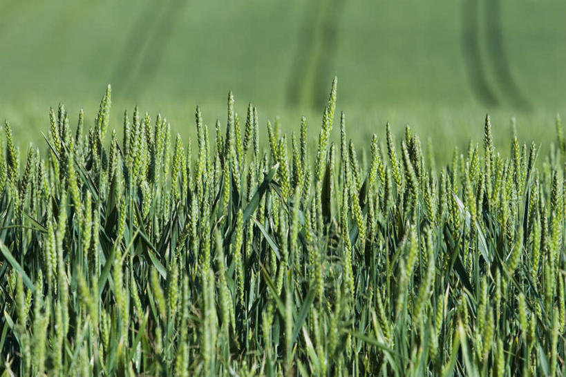 无人,农田,横图,室外,特写,白天,正面,旅游,度假,庄稼,农作物,小麦,美景,许多,朦胧,模糊,景观,谷物,娱乐,绿色,自然,享受,休闲,景色,放松,自然风光,彩图,耕地,庄稼田