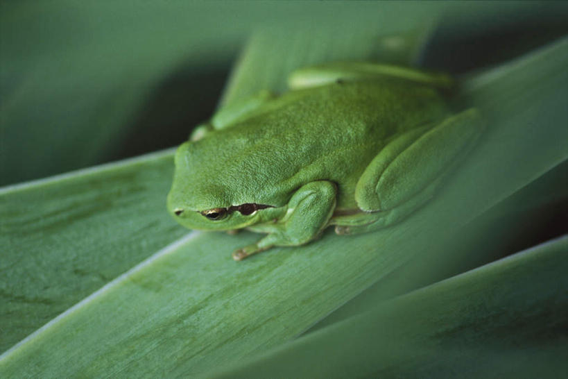 无人,横图,俯视,室外,特写,白天,青蛙,野生动物,叶子,阴影,光线,影子,绿叶,注视,一只,绿色,阳光,动物,观察,看,趴着,嫩叶,可爱,活泼,观看,察看,关注,叶,叶片,趴,彩图,高角度拍摄