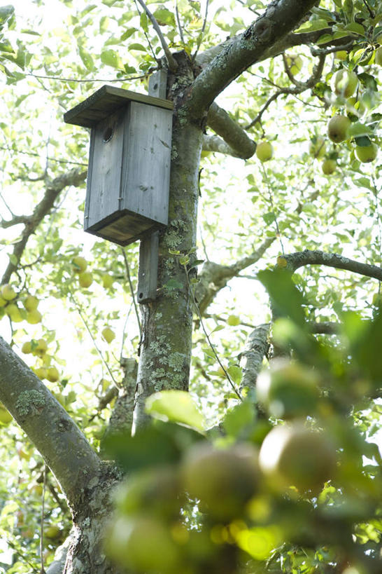 无人,竖图,室外,白天,仰视,美景,植物,苹果,水果,叶子,许多,阴影,朦胧,模糊,新鲜,光线,木制,影子,景观,生食,食品,果实,绿叶,鸟笼,树,树木,食物,一个,蓝色,绿色,蓝天,天空,阳光,自然,天,嫩叶,景色,有机食品,绿色食品,生长,单个,成长,自然风光,苹果树,叶,叶片,彩图,低角度拍摄