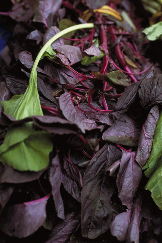 无人,竖图,俯视,室外,特写,白天,美景,叶子,一堆,许多,堆叠,堆积,景观,绿色,紫色,自然,景色,堆,自然风光,红麻,槿麻,洋麻,芙蓉麻,种麻,叶,叶片,彩图,高角度拍摄