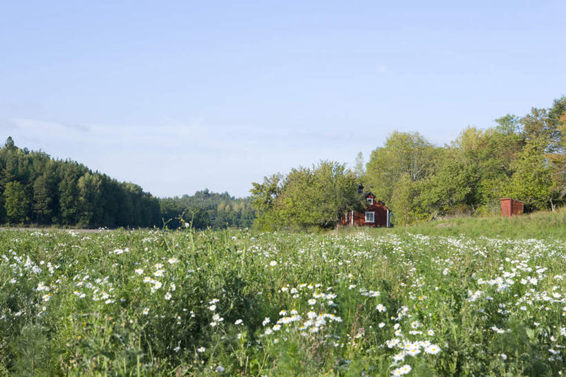 无人,家,农田,横图,室外,白天,正面,旅游,度假,庄稼,美景,树林,植物,许多,阴影,盛开,光线,影子,房屋,屋子,景观,野花,花蕾,娱乐,楼房,住宅,花,花瓣,花朵,鲜花,树,树木,蓝色,绿色,白色,蓝天,天空,阳光,自然,天,花苞,花蕊,享受,休闲,景色,放松,生长,成长,自然风光,彩图,耕地,庄稼田,房子