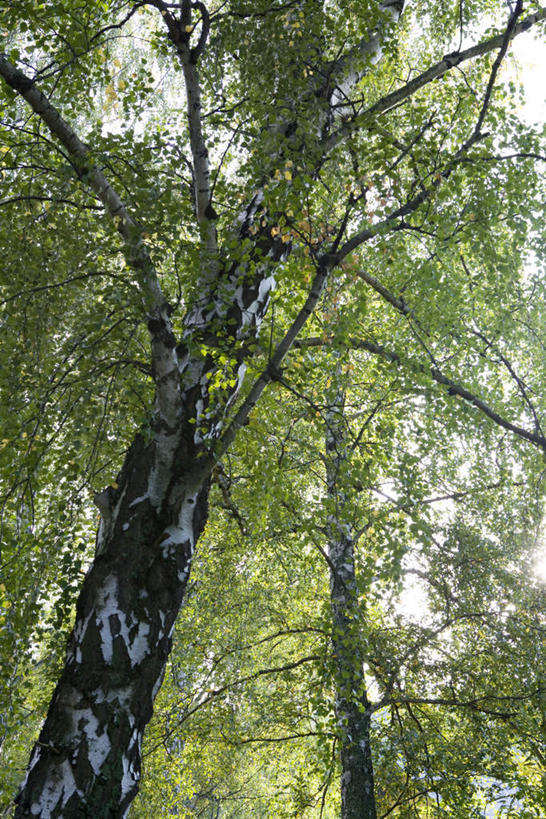 无人,竖图,室外,白天,仰视,旅游,度假,美景,树林,植物,阴影,光线,影子,景观,树皮,娱乐,树,树木,树枝,蓝色,绿色,蓝天,天空,阳光,自然,天,享受,休闲,景色,放松,生长,成长,自然风光,彩图,低角度拍摄