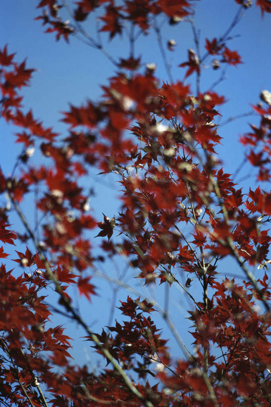 无人,竖图,室外,白天,仰视,美景,植物,枫树,叶子,阴影,光线,影子,景观,树,树木,红色,蓝色,绿色,蓝天,天空,阳光,自然,天,景色,生长,成长,自然风光,叶,叶片,彩图,低角度拍摄