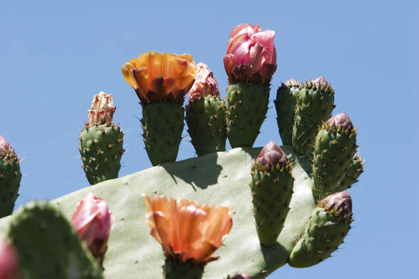 无人,横图,室外,特写,白天,仰视,美景,植物,仙人掌,许多,阴影,盛开,光线,火焰,影子,景观,草药,花蕾,中药,花,花瓣,花朵,鲜花,黄色,红色,蓝色,蓝天,天空,阳光,自然,天,花苞,花蕊,景色,自然风光,药材,中草药,中药材,本草,牛舌头,玉芙蓉,仙巴掌,火掌,霸王树,彩图,低角度拍摄