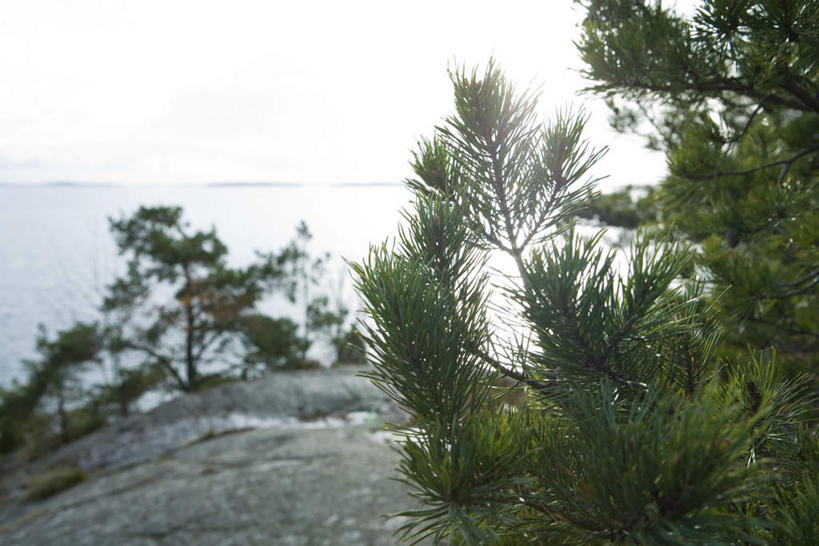 无人,横图,室外,特写,白天,正面,旅游,度假,海浪,海洋,石头,美景,植物,松树,阴影,光线,石子,影子,景观,浪花,娱乐,树,树木,蓝色,绿色,蓝天,天空,阳光,自然,海水,天,享受,休闲,景色,放松,生长,成长,自然风光,海景,大海,风浪,海,海水的波动,近岸浪,石块,岩石,涌浪,彩图