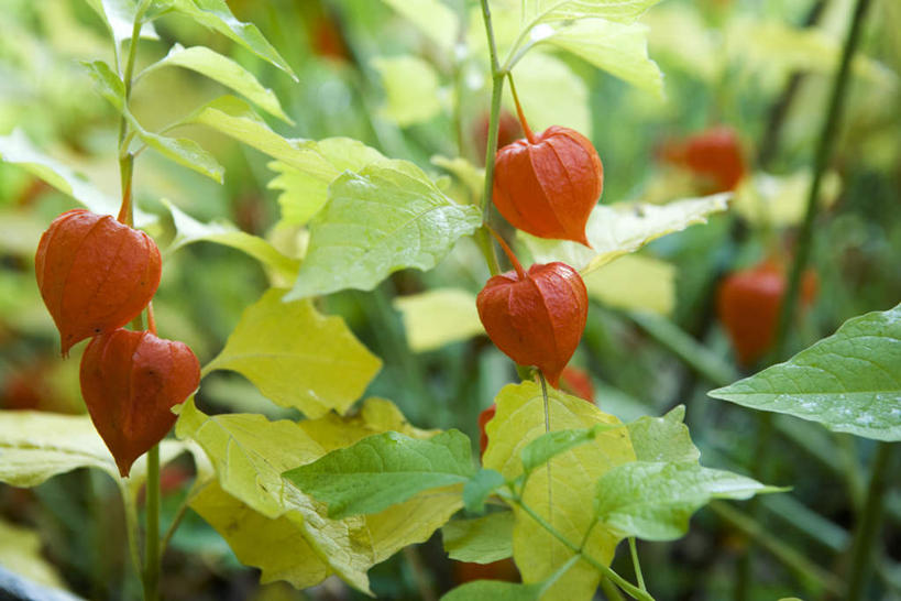 无人,横图,室外,特写,白天,正面,草地,草坪,美景,植物,叶子,许多,阴影,朦胧,模糊,盛开,光线,影子,景观,绿叶,花蕾,草,花,花瓣,花朵,鲜花,红色,绿色,阳光,自然,花苞,花蕊,嫩叶,景色,自然风光,灯笼草,沙灯笼,天泡子,水灯笼,打卜草,打额泡,天泡草,王母珠,小酸浆,叶,叶片,彩图