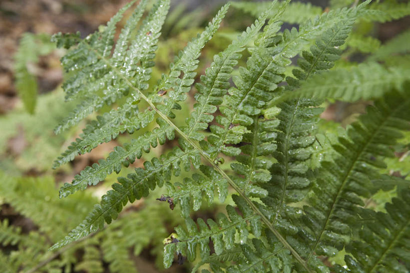 无人,横图,俯视,室外,特写,白天,草地,草坪,美景,植物,叶子,许多,阴影,朦胧,模糊,光线,影子,景观,绿叶,蕨菜,草,绿色,阳光,自然,嫩叶,景色,蕨类,自然风光,叶,叶片,彩图,高角度拍摄