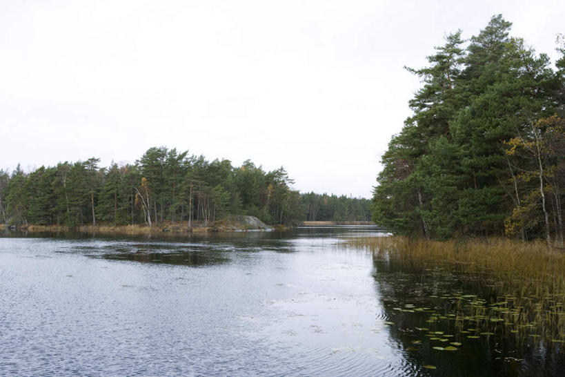 无人,横图,室外,特写,白天,正面,旅游,度假,湖,湖泊,美景,森林,树林,水,植物,莲花,睡莲,许多,阴影,枯萎,盛开,光线,影子,湖面,景观,水流,水面,枯草,花蕾,娱乐,草,花,花瓣,花朵,鲜花,树,树木,黄色,蓝色,绿色,蓝天,天空,阳光,自然,湖水,天,花苞,花蕊,享受,休闲,景色,放松,生长,成长,自然风光,彩图