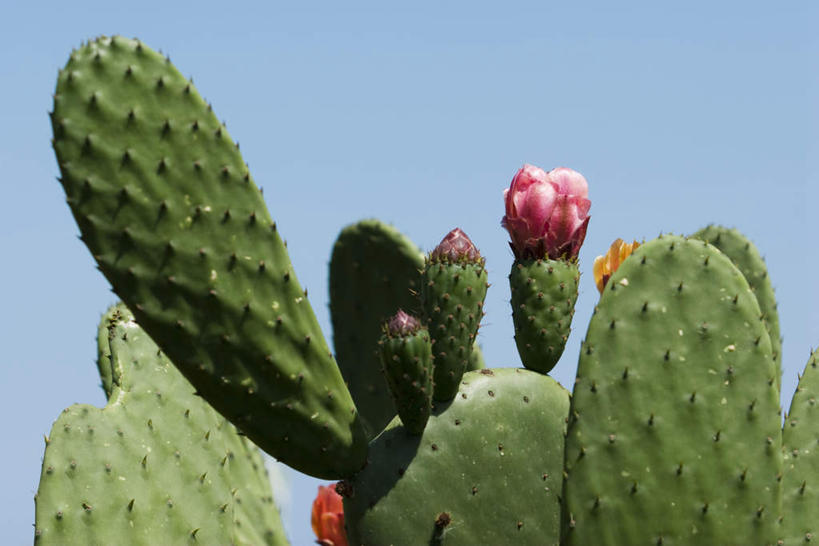 无人,横图,室外,特写,白天,仰视,美景,植物,仙人掌,许多,阴影,盛开,光线,火焰,影子,景观,草药,花蕾,中药,花,花瓣,花朵,鲜花,红色,蓝色,蓝天,天空,阳光,自然,天,花苞,花蕊,景色,自然风光,药材,中草药,中药材,本草,牛舌头,玉芙蓉,仙巴掌,火掌,霸王树,彩图,低角度拍摄