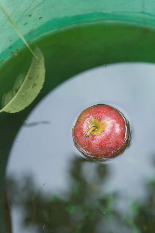 无人,竖图,俯视,室外,特写,白天,水,植物,苹果,水果,叶子,漂浮,新鲜,液体,水滴,生食,食品,果实,绿叶,树,树木,食物,一个,红色,蓝色,绿色,蓝天,天空,自然,天,嫩叶,有机食品,绿色食品,生长,单个,成长,叶,叶片,彩图,高角度拍摄