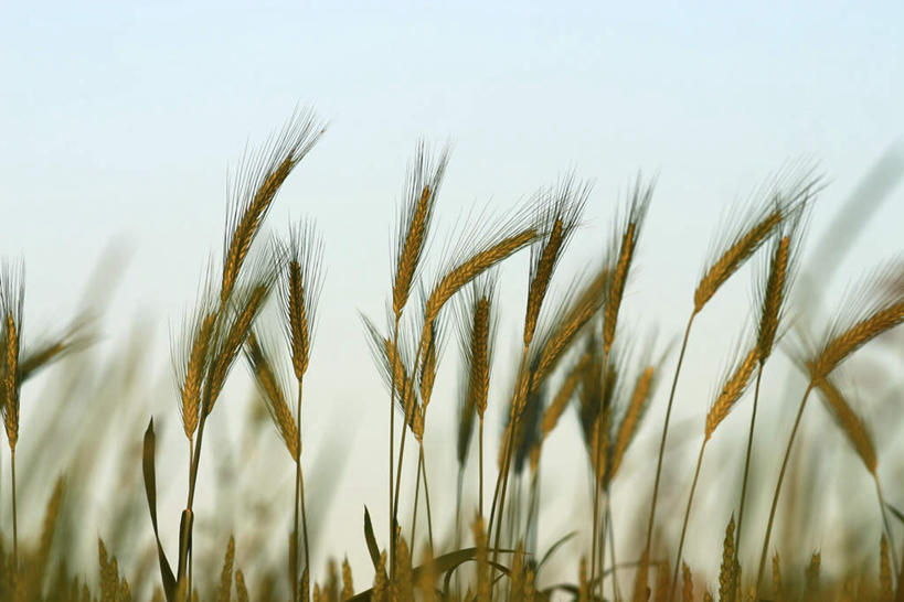 无人,农田,横图,室外,白天,正面,旅游,度假,庄稼,农作物,小麦,美景,许多,丰收,朦胧,模糊,景观,谷物,娱乐,黄色,蓝色,蓝天,天空,自然,天,享受,休闲,景色,放松,收获,自然风光,彩图,耕地,庄稼田