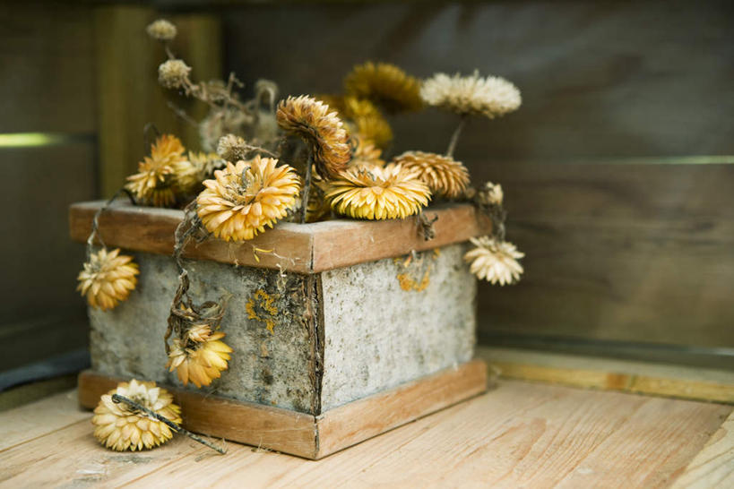 无人,横图,室外,特写,白天,正面,植物,地板,许多,阴影,朦胧,模糊,盛开,光线,盆栽,影子,盆景,地面,花蕾,木地板,花,花瓣,花朵,鲜花,黄色,绿色,阳光,自然,花苞,花蕊,菊花,生长,成长,板条箱,彩图