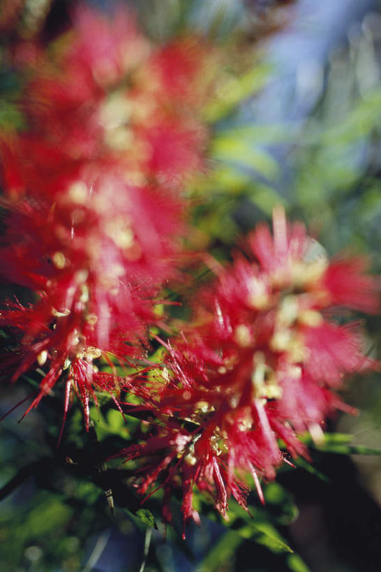 无人,竖图,室外,特写,白天,正面,美景,叶子,阴影,朦胧,模糊,盛开,光线,影子,景观,绿叶,花蕾,花,花瓣,花朵,鲜花,红色,蓝色,蓝天,天空,阳光,自然,天,花苞,花蕊,嫩叶,景色,自然风光,问荆,接续草,公母草,搂接草,空心草,马蜂草,猪鬃草,黄蚂草,节节草,接骨草,叶,叶片,彩图