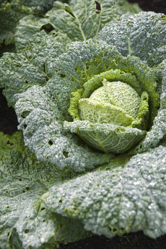 无人,竖图,俯视,室外,特写,白天,美景,蔬菜,叶子,阴影,新鲜,光线,影子,景观,食品,绿叶,食物,一个,阳光,自然,嫩叶,甘蓝,景色,有机食品,绿色食品,单个,自然风光,叶,叶片,彩图,高角度拍摄