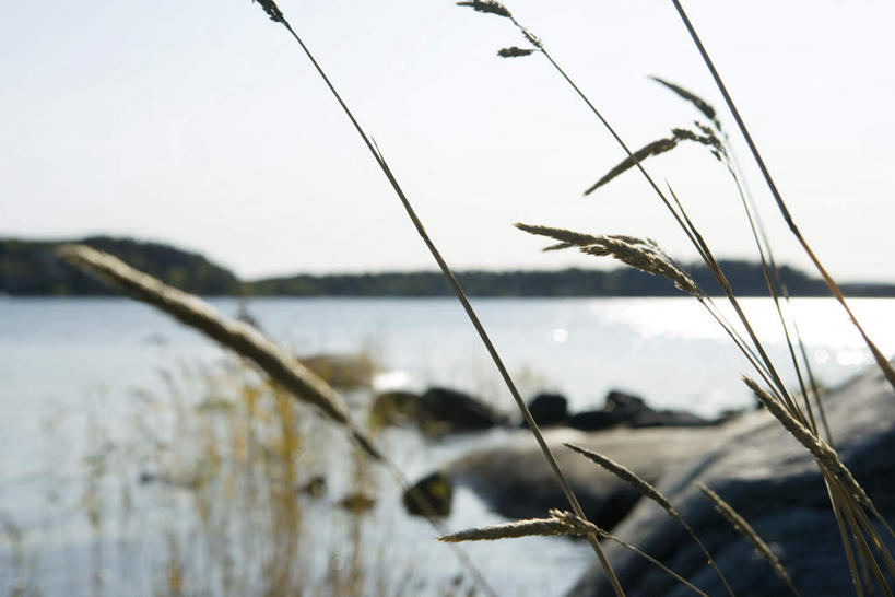 无人,横图,室外,白天,正面,旅游,度假,岛屿,海浪,海洋,石头,美景,森林,树林,植物,芦苇,叶子,许多,枯萎,石子,景观,浪花,粽叶,枯草,绿叶,娱乐,草,树,树木,黄色,蓝色,绿色,蓝天,天空,自然,海水,天,享受,休闲,嫩叶,景色,放松,生长,成长,自然风光,海景,箬叶,芦苇叶,叶,叶片,大海,风浪,海,海水的波动,近岸浪,列岛,群岛,石块,岩石,涌浪,诸岛,彩图