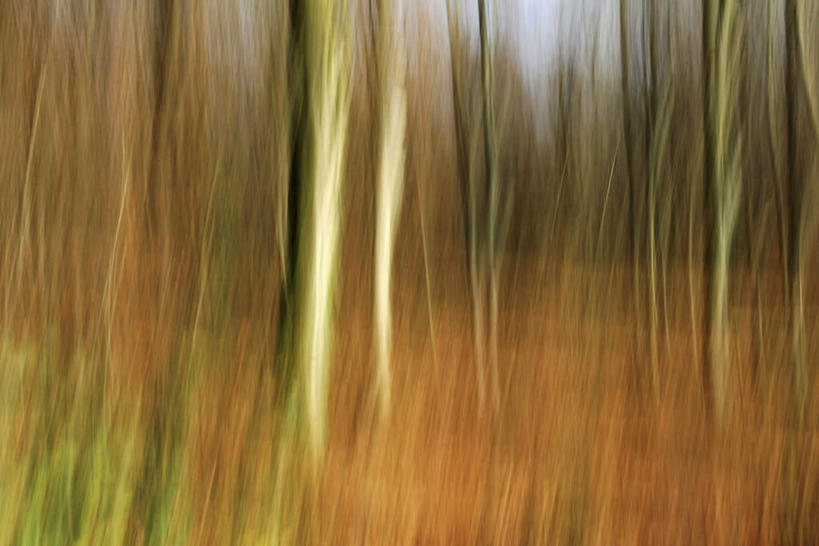 无人,横图,室外,特写,白天,正面,旅游,度假,美景,植物,叶子,许多,枯萎,朦胧,模糊,景观,枯草,落叶,娱乐,草,树,树木,黄色,绿色,自然,享受,休闲,景色,放松,生长,成长,自然风光,叶,叶片,彩图