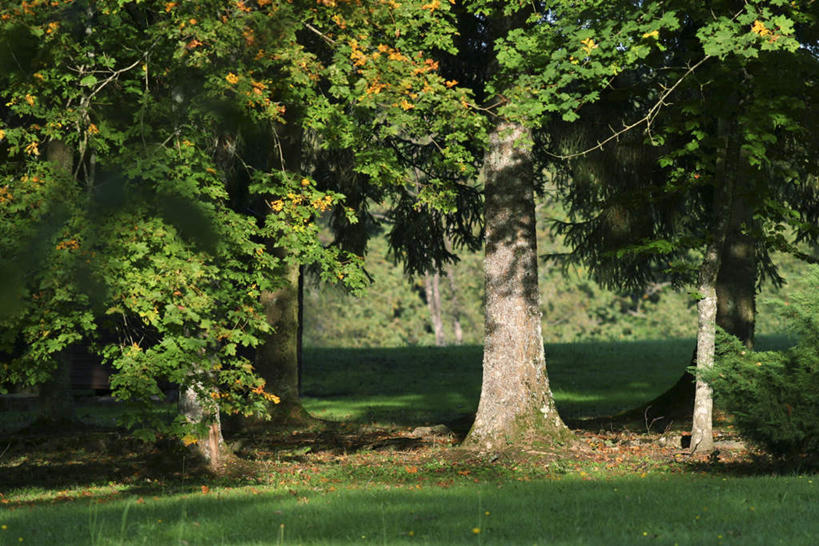 无人,横图,室外,白天,正面,旅游,度假,草地,草坪,美景,树林,植物,叶子,阴影,光线,影子,景观,枯叶,娱乐,草,树,树木,绿色,阳光,自然,享受,休闲,景色,放松,生长,成长,自然风光,叶,叶片,彩图