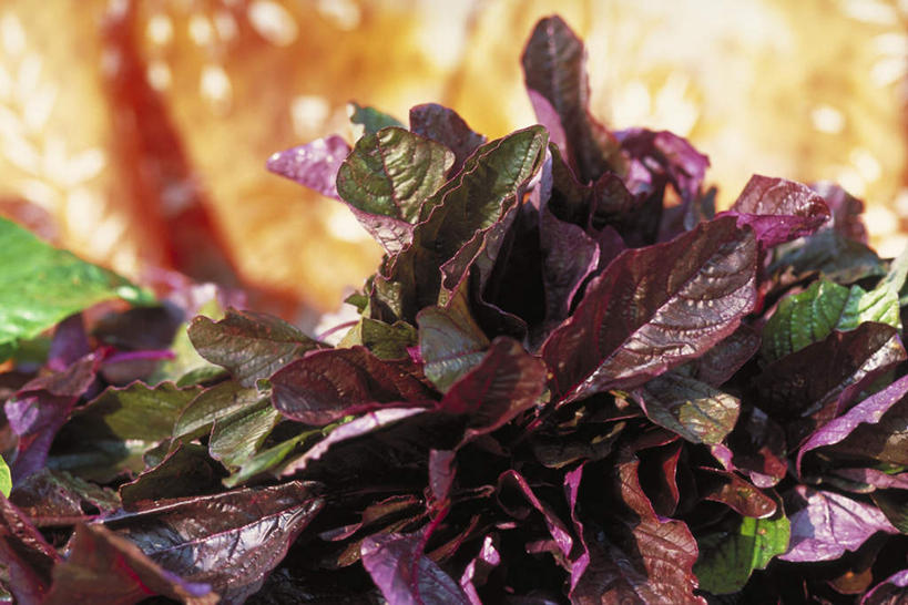 无人,横图,俯视,室外,特写,白天,美景,叶子,许多,阴影,朦胧,模糊,光线,影子,景观,紫色,阳光,自然,景色,自然风光,红麻,槿麻,洋麻,芙蓉麻,种麻,叶,叶片,彩图,高角度拍摄