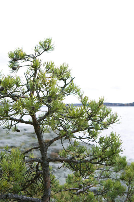 无人,竖图,俯视,室外,白天,旅游,度假,海浪,海洋,美景,植物,松树,阴影,光线,影子,景观,浪花,娱乐,树,树木,蓝色,绿色,蓝天,天空,阳光,自然,海水,天,享受,休闲,景色,放松,生长,成长,自然风光,海景,大海,风浪,海,海水的波动,近岸浪,涌浪,彩图,高角度拍摄