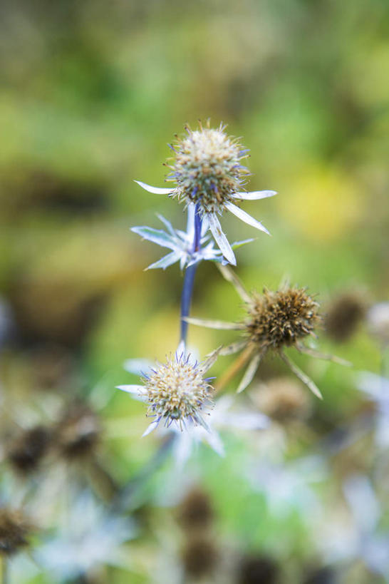 无人,竖图,俯视,室外,特写,白天,草地,草坪,美景,植物,叶子,许多,阴影,朦胧,模糊,盛开,光线,影子,景观,绿叶,野花,花蕾,草,花,花瓣,花朵,鲜花,绿色,阳光,自然,花苞,花蕊,嫩叶,景色,自然风光,叶,叶片,彩图,高角度拍摄
