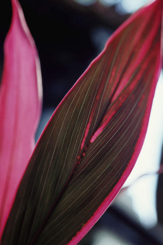 无人,竖图,俯视,室外,特写,白天,美景,叶子,许多,阴影,朦胧,模糊,光线,影子,景观,红色,阳光,自然,景色,自然风光,朱蕉,铁莲草,红铁树,红叶铁树,叶,叶片,叶脉,彩图,高角度拍摄