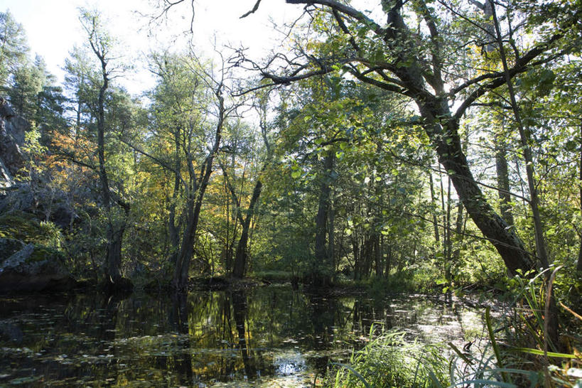 无人,横图,室外,白天,正面,旅游,度假,草地,草坪,河流,美景,森林,树林,水,植物,阴影,光线,影子,河水,景观,水流,娱乐,草,树,树木,绿色,蓝天,天空,阳光,自然,天,享受,休闲,景色,放松,生长,成长,自然风光,彩图