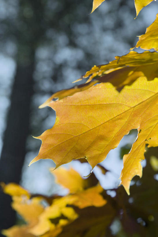无人,竖图,室外,特写,白天,仰视,美景,植物,叶子,许多,阴影,朦胧,模糊,光线,影子,景观,树,树木,黄色,蓝色,绿色,蓝天,天空,阳光,自然,天,景色,生长,成长,自然风光,叶,叶片,彩图,低角度拍摄