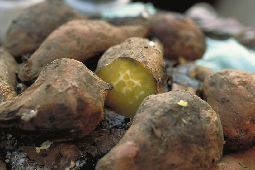 无人,横图,俯视,室内,特写,白天,红薯,蔬菜,一堆,许多,切开,堆叠,堆积,朦胧,模糊,新鲜,食品,食物,切,有机食品,绿色食品,堆,剖面,切面,山芋,甘薯,番薯,地瓜,彩图,高角度拍摄