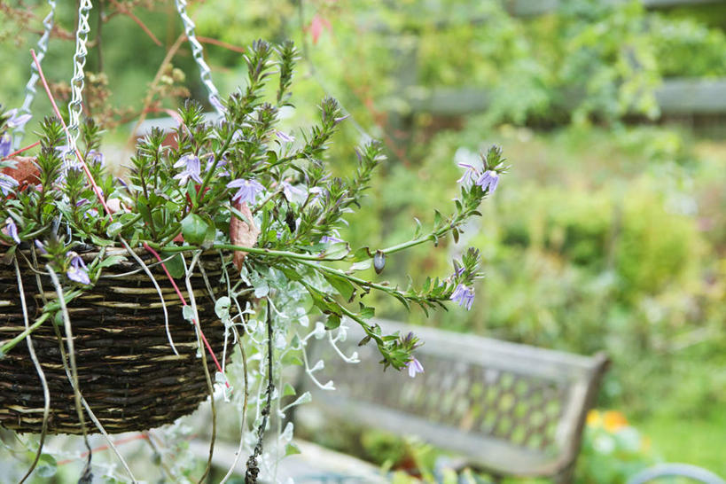 无人,横图,室外,特写,白天,正面,草地,草坪,植物,椅子,许多,悬挂,阴影,朦胧,模糊,盛开,光线,盆栽,影子,木椅,盆景,花蕾,草,花,花瓣,花朵,鲜花,一个,绿色,阳光,自然,花苞,花蕊,生长,单个,成长,彩图