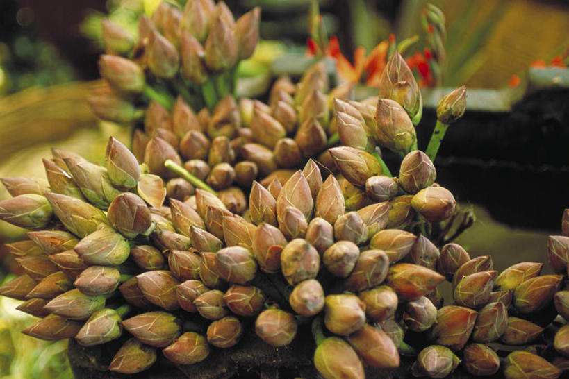 无人,横图,俯视,室内,特写,白天,美景,莲花,叶子,许多,朦胧,模糊,盛开,景观,绿叶,花蕾,花,花瓣,花朵,鲜花,黄色,自然,花苞,花蕊,嫩叶,景色,自然风光,叶,叶片,彩图,高角度拍摄