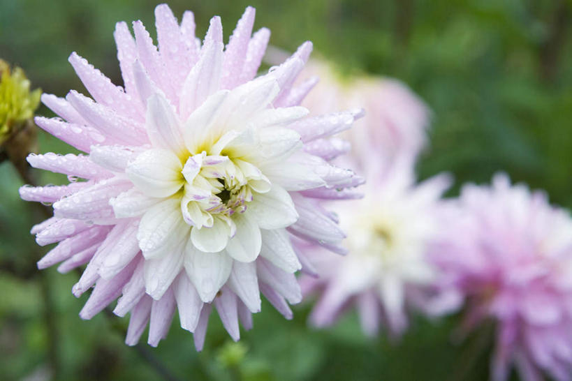 无人,横图,室外,特写,白天,正面,草地,草坪,美景,植物,叶子,许多,朦胧,模糊,景观,大丽花,绿叶,草,粉色,绿色,自然,嫩叶,菊花,景色,大理花,自然风光,大丽菊,富丽,大方,叶,叶片,彩图