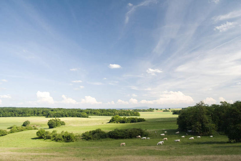 无人,农田,站,横图,俯视,室外,白天,旅游,度假,牧场,庄稼,草地,草坪,美景,树林,植物,牛,许多,阴影,光线,影子,景观,云,云朵,云彩,娱乐,家禽,草,树,树木,蓝色,绿色,白云,蓝天,天空,阳光,自然,动物,天,站着,享受,休闲,家畜,景色,放松,牲畜,生长,成长,自然风光,站立,彩图,高角度拍摄,耕地,庄稼田
