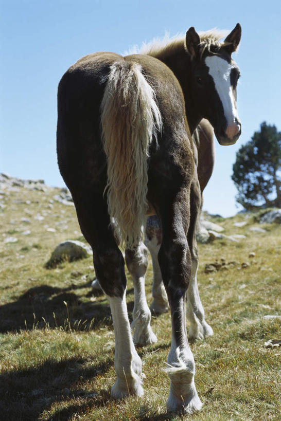 无人,站,竖图,室外,特写,白天,草地,草坪,石头,植物,马,野生动物,阴影,光线,石子,影子,注视,一匹,草,树,树木,背面,蓝色,绿色,黑色,蓝天,天空,阳光,自然,动物,天,观察,看,站着,转头,活泼,生长,成长,观看,察看,关注,石块,站立,彩图,全身