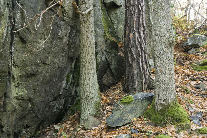 无人,横图,室外,白天,正面,旅游,度假,石头,美景,植物,叶子,许多,阴影,光线,石子,影子,景观,青苔,枯叶,落叶,娱乐,树,树干,树木,树枝,黄色,绿色,阳光,自然,享受,休闲,景色,放松,生长,成长,自然风光,叶,叶片,石块,岩石,彩图