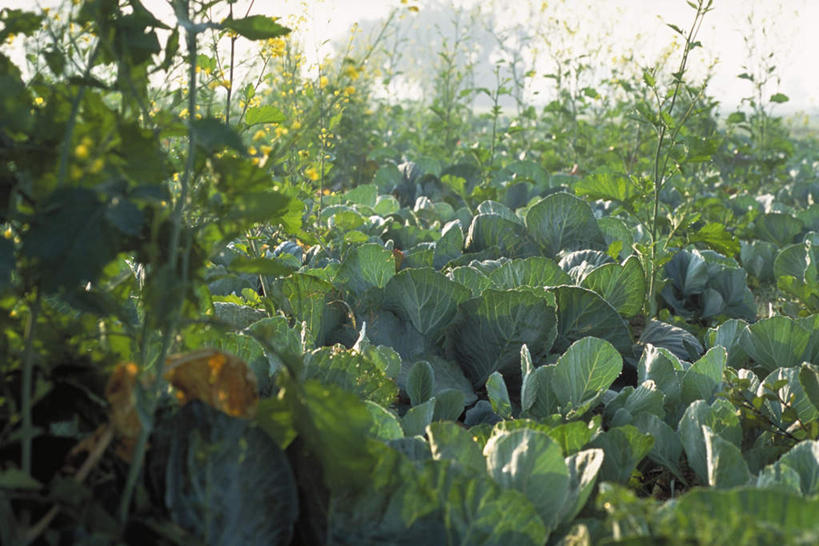 无人,农田,横图,室外,白天,正面,旅游,度假,庄稼,草地,草坪,美景,植物,蔬菜,椰菜,卷心菜,叶子,许多,阴影,新鲜,盛开,光线,影子,景观,食品,绿叶,花蕾,娱乐,草,花,花瓣,花朵,鲜花,食物,黄色,蓝色,绿色,蓝天,天空,阳光,自然,天,花苞,花蕊,油菜花,享受,休闲,嫩叶,甘蓝,景色,放松,有机食品,绿色食品,自然风光,叶,叶片,结球甘蓝,甘兰,包心菜,彩图,耕地,庄稼田