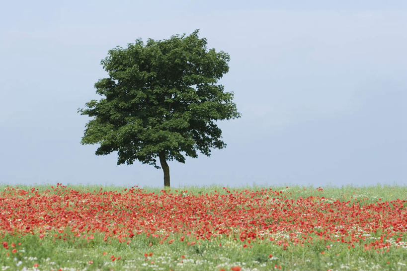 无人,横图,室外,白天,正面,旅游,度假,草地,草坪,花海,花圃,美景,植物,罂粟,叶子,一棵,许多,阴影,盛开,光线,影子,景观,草药,花蕾,娱乐,中药,草,花,花瓣,花朵,花卉,鲜花,树,树木,红色,蓝色,绿色,蓝天,天空,阳光,自然,花丛,花束,花田,天,花苞,花蕊,享受,休闲,景色,放松,生长,成长,毒品,自然风光,药材,中草药,中药材,本草,止痛,镇静,安眠,红罂粟,罂粟花,彩图