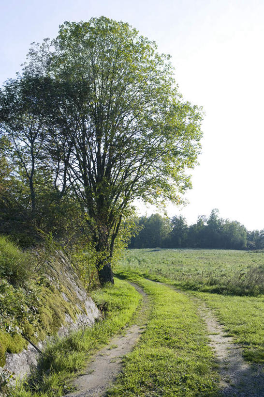 无人,竖图,室外,白天,正面,旅游,度假,草地,草坪,石头,美景,田园,植物,道路,路,阴影,光线,石子,影子,景观,小路,交通,娱乐,草,树,树木,蓝色,绿色,蓝天,天空,阳光,自然,天,享受,休闲,景色,放松,生长,成长,自然风光,石块,彩图