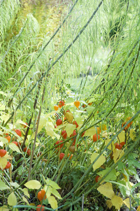 无人,竖图,室外,特写,白天,正面,草地,草坪,美景,植物,叶子,许多,盛开,景观,绿叶,草药,药草,花蕾,中药,草,花,花瓣,花朵,鲜花,绿色,自然,花苞,花蕊,嫩叶,景色,自然风光,药材,中草药,灯笼草,沙灯笼,天泡子,水灯笼,打卜草,打额泡,天泡草,王母珠,小酸浆,中药材,本草,叶,叶片,彩图