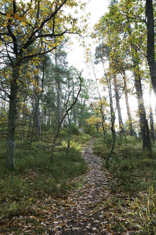 无人,竖图,室外,白天,正面,旅游,度假,草地,草坪,美景,树林,植物,道路,路,叶子,许多,阴影,光线,影子,景观,小路,绿叶,落叶,地面,交通,娱乐,草,树,树木,黄色,蓝色,绿色,蓝天,天空,阳光,自然,天,享受,休闲,嫩叶,景色,放松,生长,成长,自然风光,叶,叶片,彩图