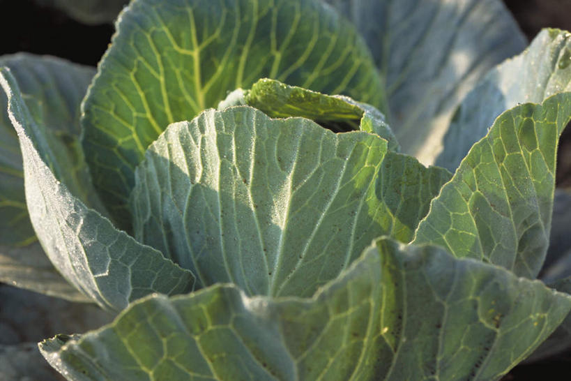 无人,横图,俯视,室外,特写,白天,蔬菜,椰菜,卷心菜,叶子,许多,阴影,新鲜,光线,影子,食品,绿叶,食物,阳光,嫩叶,甘蓝,有机食品,绿色食品,叶,叶片,结球甘蓝,甘兰,包心菜,彩图,高角度拍摄