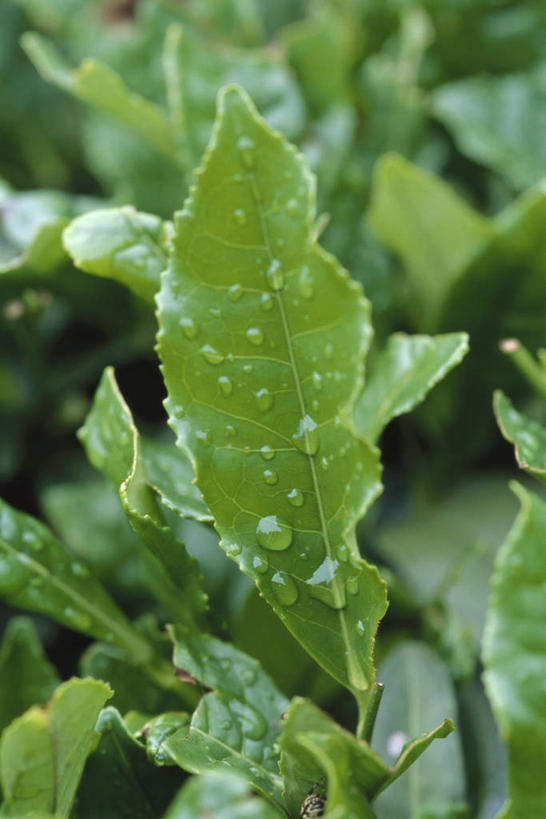 无人,竖图,俯视,室外,特写,白天,植物,叶子,许多,绿叶,草药,药草,中药,嫩叶,草本,药材,中草药,月桂叶,香叶,中药材,本草,天竺桂,香桂叶,桂叶,月桂,叶,叶片,彩图,高角度拍摄