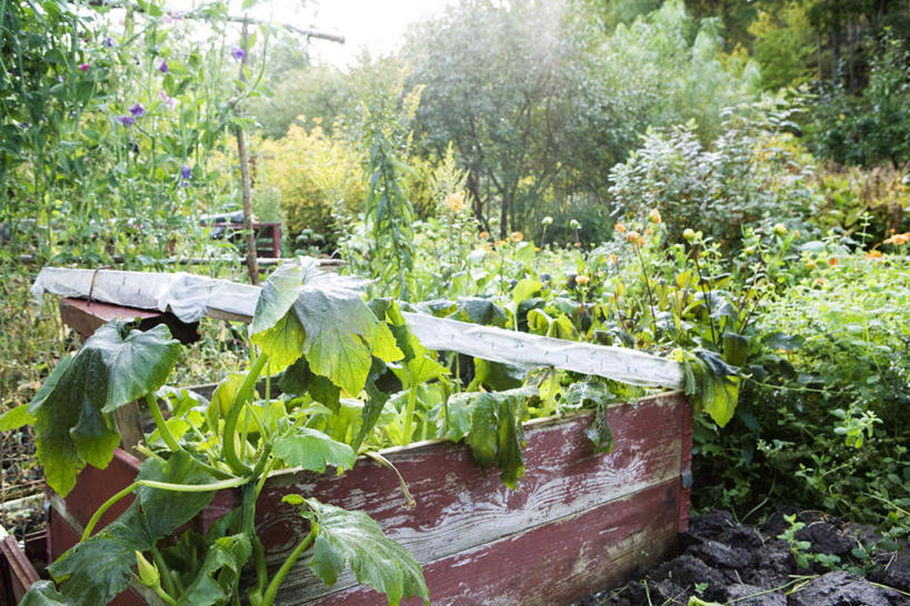 无人,横图,室外,白天,正面,草地,草坪,美景,植物,叶子,许多,阴影,光线,木制,木板,木头,影子,庭院,景观,绿叶,草,树,树木,绿色,天空,阳光,自然,天,嫩叶,景色,生长,成长,自然风光,叶,叶片,彩图