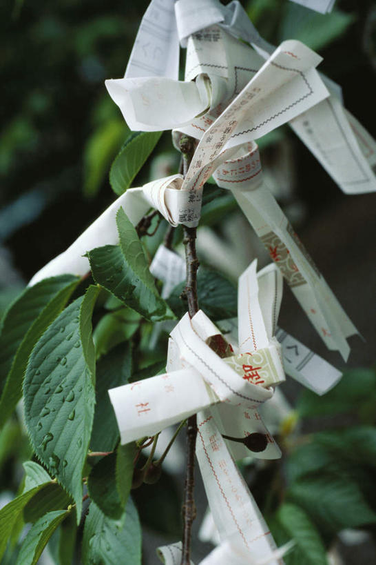 无人,竖图,俯视,室外,特写,白天,植物,叶子,许多,捆扎,节日,纸,绿叶,文化,树,树木,绿色,自然,白纸,祈祷,健康,嫩叶,许愿,宗教,信仰,生长,成长,纪念,祈求,平安,叶,叶片,彩图,高角度拍摄