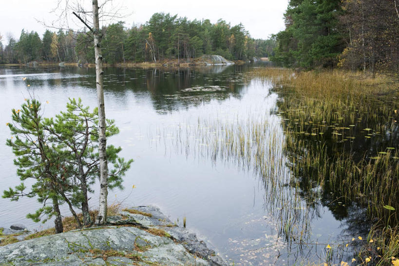 无人,横图,俯视,室外,白天,旅游,度假,河流,石头,美景,森林,树林,水,植物,叶子,许多,阴影,枯萎,光线,石子,影子,河水,景观,陆地,水流,枯草,绿叶,落叶,地面,娱乐,草,树,树木,黄色,绿色,阳光,自然,享受,休闲,嫩叶,景色,放松,生长,成长,自然风光,叶,叶片,石块,彩图,高角度拍摄